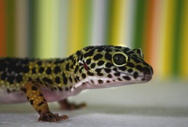 Gecko Leopardo