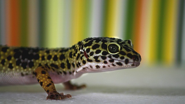Gecko Leopardo