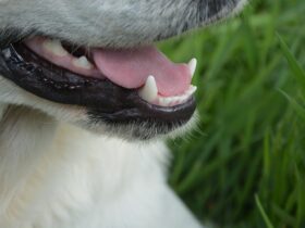 Boca de Perro