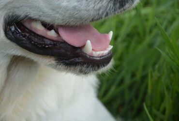 Boca de Perro