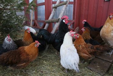Gallinas y Gallo en Gallinero