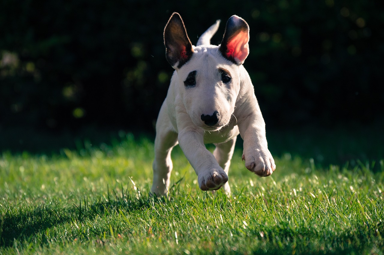 ¿Por qué el bull terrier mini es el perro ideal para la familia? Perro Bull Terrier