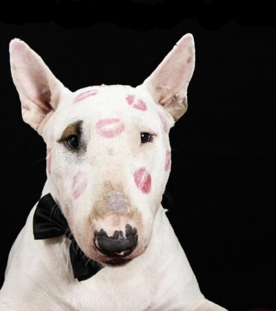 Perro BullTerrier